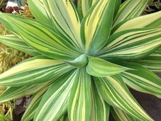 a green and yellow plant in a pot