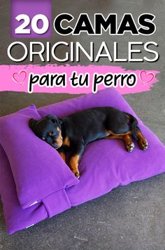 a black and brown dog laying on top of a purple pillow with the words 20 camas originales para tu perro