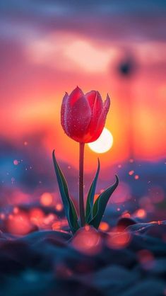 a single red tulip sitting on top of a sandy beach under a cloudy sky