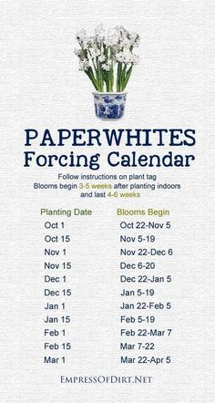 the paperwhites forging calendar is shown in blue and white with flowers