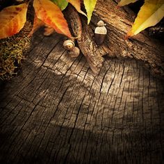 an old wood plank with leaves and acorns in the foreground on a fall day