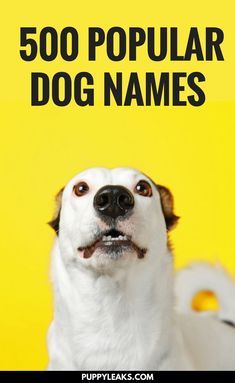 a white dog with his mouth open and the words 500 popular dog names above it