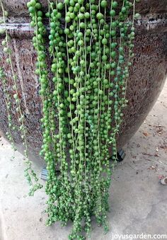 some green plants are growing on the side of a potted plant in front of a building