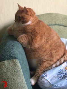 an orange cat sitting on top of a green couch next to a blue and white blanket