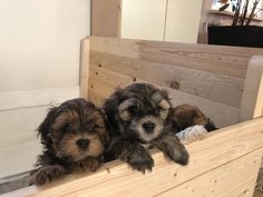 two puppies are sitting in the back of a wooden bed with their paws on it