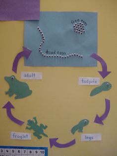 a bulletin board with frog life cycle on it