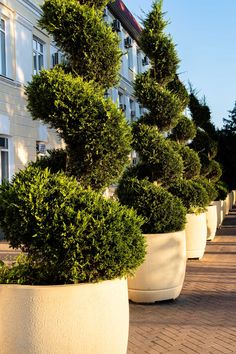 three large white planters with trees in them on the side of a road next to a building