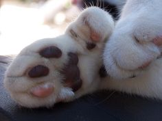 a close up of a cat's paw with it's eyes closed