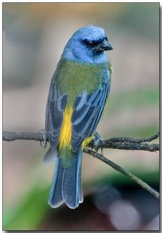 a small blue and yellow bird sitting on a branch