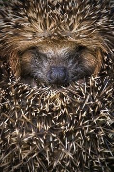 a baby hedgehog curled up in its mother's lap