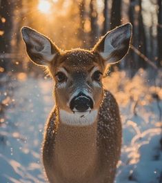 a deer is standing in the snow looking at the camera with an intense look on its face