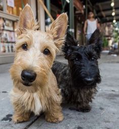 two small dogs standing next to each other on a sidewalk in front of a store