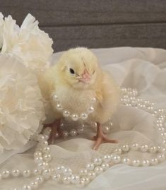 a small chicken sitting on top of a bed next to white flowers and pearls necklace