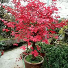 a red tree with lots of leaves in a potted planter next to other plants