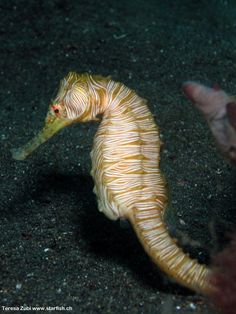 a yellow sea horse standing on top of a black sand covered ocean floor next to another animal