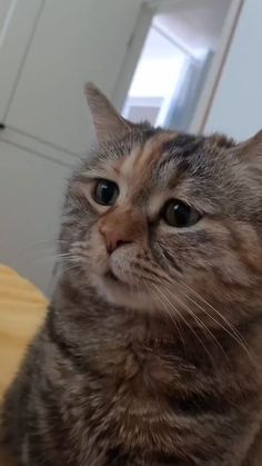 a cat sitting on top of a wooden table