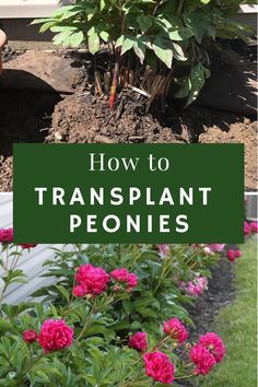 how to transplant peonies in the garden with text overlay that reads, how to transplant peonies