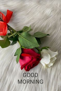 a red rose laying on top of a white fur covered ground with the words good morning