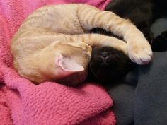 an orange cat sleeping on top of a pink blanket next to a black cat laying on it's back