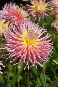 pink and yellow flowers with green leaves in the background