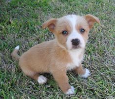 a small brown and white dog sitting on top of grass