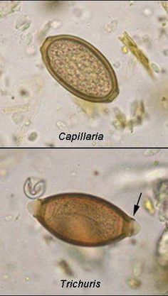 two pictures showing the different stages of an animal's cell