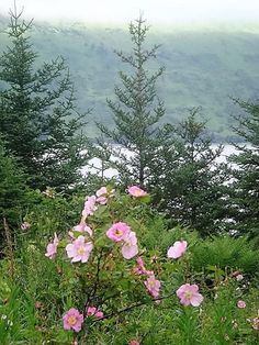 pink flowers in the foreground with mountains in the backgrounnd behind them