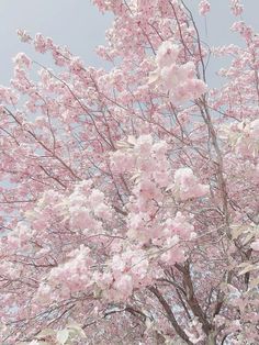 a tree with lots of pink flowers on it