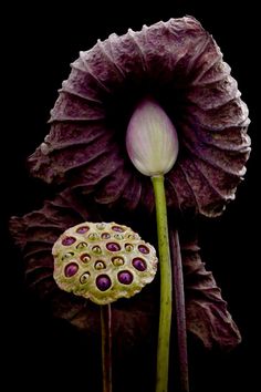 two purple flowers with green stems in front of a black background