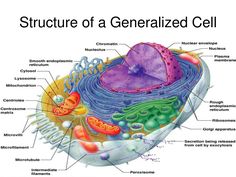 the structure of an animal cell