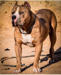 a large brown and white dog standing on top of a dirt field next to a wall