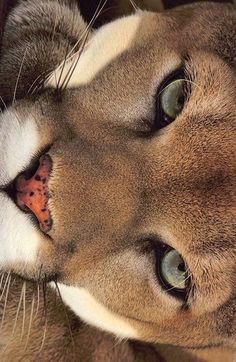 a close up of a cat's face with blue eyes