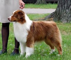 a woman standing next to a brown and white dog