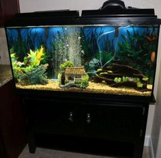 an aquarium with plants and fish in it