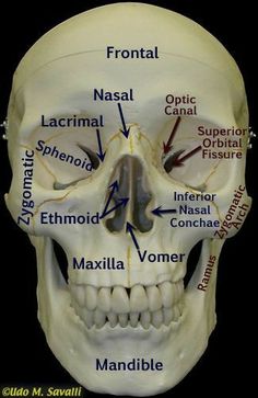 Skull Xray Anatomy, Skull Labeled, Human Skull Anatomy, Skeletal System Anatomy, Muzică Rock, Radiology Student, Skull Anatomy, Anatomy Bones