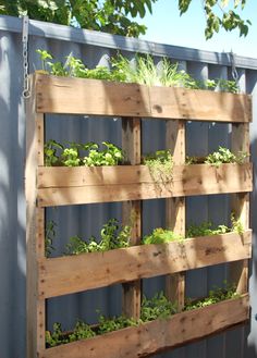 an outdoor vegetable garden in a fenced area with lots of plants growing on it