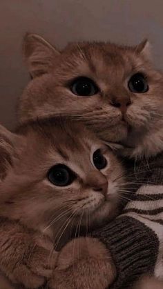 two kittens cuddle together on top of a zebra - print blanket, with one staring at the camera