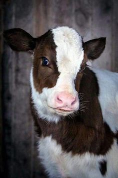 a brown and white cow standing in front of a wooden wall looking at the camera