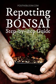 hands holding a potted bonsai plant with the text repotting bonsai step - by - step guide