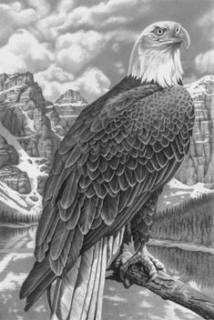 an eagle sitting on top of a tree branch in front of snow covered mountains and water