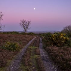 a dirt road in the middle of a field