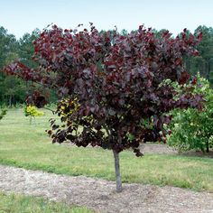 a small tree in the middle of a field