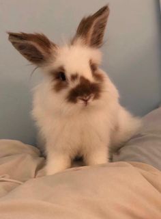 a white and brown rabbit sitting on top of a bed