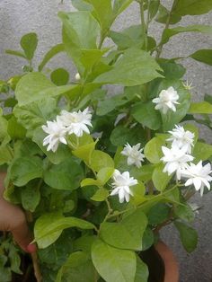 a potted plant with white flowers and green leaves