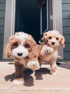 two small dogs standing on top of a wooden floor next to each other in front of a door