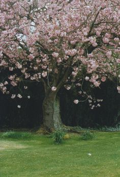 a tree with lots of pink flowers on it