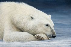 a painting of a polar bear laying on the snow with his paw in its paws