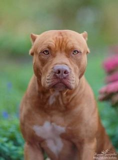 a brown dog sitting on top of a lush green grass covered field next to flowers