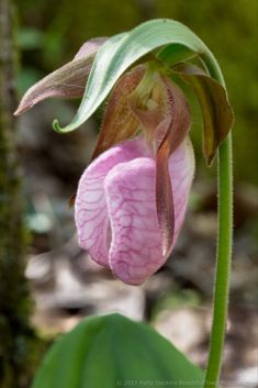 a pink flower with green leaves in the foreground and another plant in the background