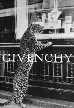 a cat standing on its hind legs in front of a store window with the words givenchy